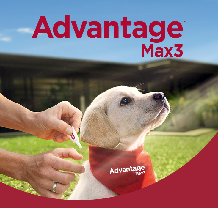 Advantage™ Max3 | Mata Pulgas, Carrapatos, Piolhos e Mosquitos Advantage™ Max3 | Mata Pulgas, Carrapatos, Piolhos e Mosquitos